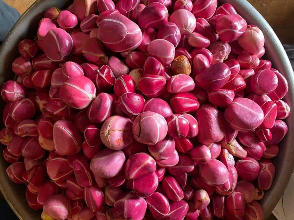 obi - kola nut